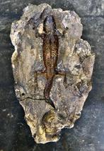 steen met afdruk, Verzamelen, Ophalen, Overige typen