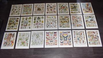 lot van 21 oude educatieve borden uit 1933 beschikbaar voor biedingen