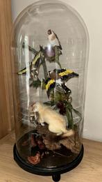 Witte marter met vier putters op stronk met distel, Verzamelen, Ophalen, Zo goed als nieuw, Vogel, Opgezet dier