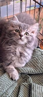 Prachtige Mainecoon Kittens, Dieren en Toebehoren, Poes, Ontwormd, 0 tot 2 jaar