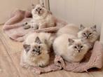 Ragdoll kittens 07-09-2025 geboren, met chip&EU-paspoort, Meerdere dieren, Gechipt, 0 tot 2 jaar
