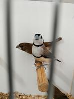 Gezocht bichenow pop van 25, Vrouwelijk, Tropenvogel