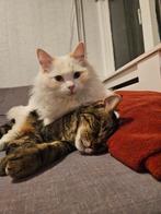 2 lieve katten. Ragdoll en normale kat ( moeten samen weg ), Dieren en Toebehoren, Katten en Kittens | Overige Katten, Meerdere dieren