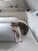 Kat gevonden op 17 november ., Dieren en Toebehoren, 0 tot 2 jaar