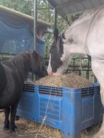 Vacature: Hulp met humor en hart, Dieren en Toebehoren, Ophalen, Nieuw, Overige soorten