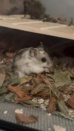 Chinese dwerghamster te koop, Dieren en Toebehoren, Knaagdieren, Juli, Vrouwelijk, Hamster