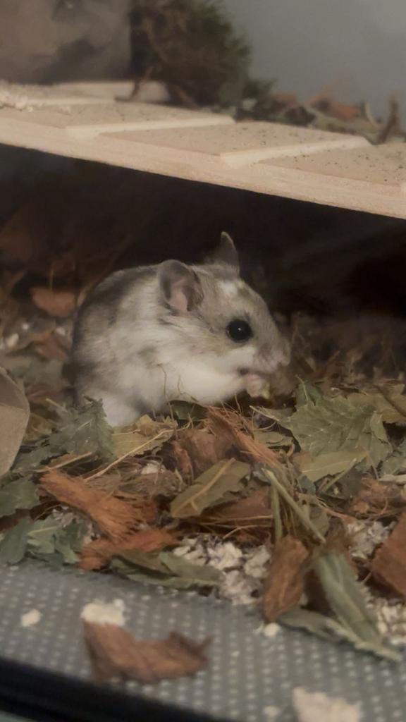 Chinese dwerghamster te koop, Dieren en Toebehoren, Knaagdieren, Vrouwelijk, Hamster, Juli