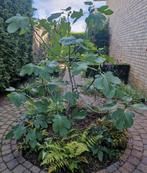 Vijg / Vijgenboom  Ficus Carica 150 cm, Tuin en Terras, Planten | Fruitbomen, Ophalen, Volle zon, Bloeit niet, Vijgenboom
