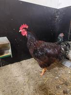 Hele mooie Rhode Island Red haan, Mannelijk, Kip
