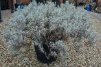 Grote lavendel plant met pot. Ongeveer 140 - 150 breed, Vaste plant, Halfschaduw, Zomer, Ophalen