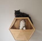 Selkirk Rex X Perzisch Katertjes, Dieren en Toebehoren, Kater, Ingeënt