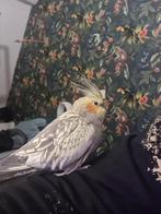 Gezocht vogelkooi voor valkparkietjes, Ophalen, Zo goed als nieuw, Metaal, Vogelkooi