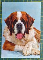 Sint Bernard van voren, Ophalen of Verzenden, 1960 tot 1980, Ongelopen, Hond of Kat