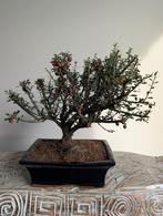 Cotoneaster Bonsai, Bloeit niet, Halfschaduw, Minder dan 100 cm, Overige soorten