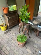 Citroen/ sinasappel/ pompelmoes boompje met pot, Ophalen of Verzenden, Volle zon