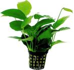 anubias nana €5,95, ., Overige typen, Nieuw, Ophalen of Verzenden
