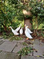 Witte Indische loopeenden woerden, Dieren en Toebehoren, Pluimvee, Mannelijk, Eend