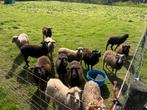 Ouessant ooien en rammen te koop, Dieren en Toebehoren, Schapen, Geiten en Varkens, Meerdere dieren, Schaap