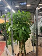 Pachira aquatica – 200cm, Huis en Inrichting, Ophalen