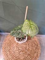 Philodendron Sodiroi Variegata, Ophalen of Verzenden, Halfschaduw, Minder dan 100 cm