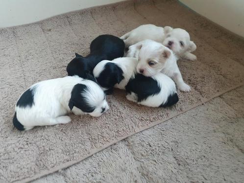 Hele mooie en lieve shih-tzu puppy's, Dieren en Toebehoren, Honden | Niet-rashonden, Klein, Meerdere dieren, Particulier, Meerdere