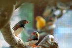 Zebravink | Tropische vogels | Passend advies, Meerdere dieren, Kleurkanarie