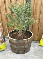 Half whiskeyvay, wijnvat, eikenhout, bloembak, Ophalen, Rond, Hout, Tuin