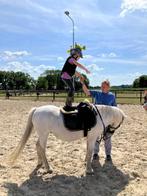 Welsh pony C 16 jaar Moonflower’s Bieneke, Merrie, Met stamboom, B, C pony (1.27m tot 1.37m)