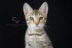 Savannah F6 SBT kittens (raszuiver en legaal), Meerdere dieren, Gechipt, 0 tot 2 jaar