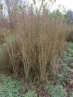 Te koop liguster, Ophalen, Overige soorten, Volle zon