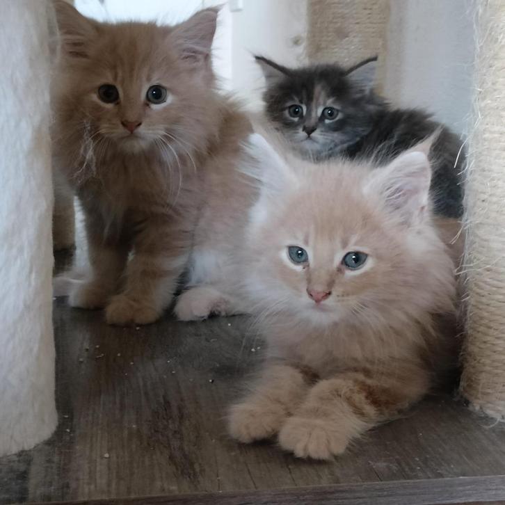 Noorse kruising mainecoon kittens beschikbaar, Dieren en Toebehoren, Katten en Kittens | Raskatten | Langhaar, Meerdere dieren