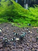 Panda garnalen, Dieren en Toebehoren, Vissen | Aquariumvissen, Kreeft, Krab of Garnaal