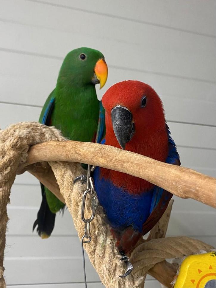 Tamme baby Edelpapegaaien mannen en poppen, Dieren en Toebehoren, Vogels | Parkieten en Papegaaien, Papegaai, Meerdere dieren