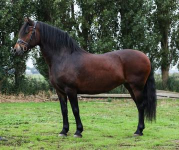 Super knappe en brave 15 jarige merrie beschikbaar voor biedingen