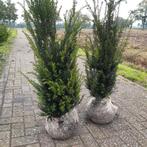 Mooie volle Taxus bacatta 100/120cm, Tuin en Terras, Planten | Bomen, Ophalen