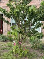 Kersenboom 3meter hoog, Ophalen of Verzenden, Zomer