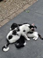 boerderij kittens, Dieren en Toebehoren