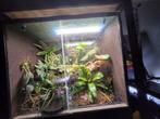 Terrarium 50x50x50 met valse bodem en hygrolon wanden, Dieren en Toebehoren, Reptielen en Amfibieën | Toebehoren, Ophalen, Gebruikt