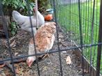 Wyandotte kriel., Dieren en Toebehoren, Pluimvee