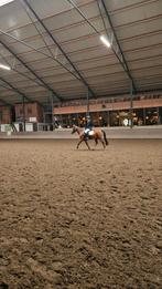 Lease pony/paard gezocht/ bijrijder- verzorgster aangeboden, Dieren en Toebehoren, Paarden en Pony's | Overige Paardenspullen