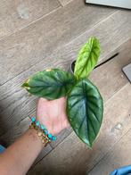 Alocasia nebula, Ophalen of Verzenden, Overige soorten, Minder dan 100 cm