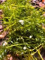 Zuurstofplant vijverplant Elodea Densa / waterpest, Tuin en Terras, Vijvers, Ophalen, Zo goed als nieuw