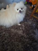 Pomeriaan crème/wit met stamboom, Teef, Eén hond, 3 tot 5 jaar, Nederland