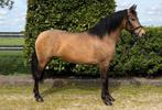 Opvallend knappe valk merrie !!, Dieren en Toebehoren, Pony's, E pony (1.48m - 1.57m), Merrie, Gechipt, 7 tot 10 jaar