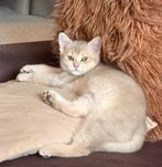 Britse korthaar kittens, Dieren en Toebehoren, Katten en Kittens | Raskatten | Korthaar, Meerdere dieren, Ontwormd