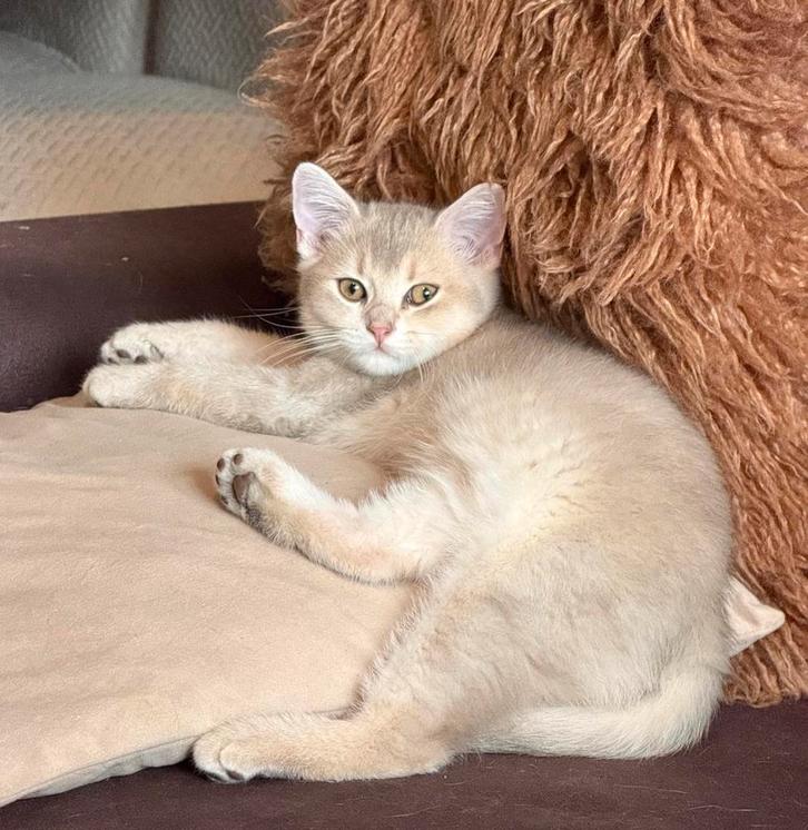 Britse korthaar kittens, Dieren en Toebehoren, Katten en Kittens | Raskatten | Korthaar, Meerdere dieren, Ontwormd