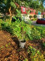 Walnotenboompjes !!, Tuin en Terras, Planten | Bomen, Ophalen of Verzenden, Halfschaduw, Overige soorten