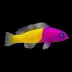 Pseudochromis Paccagnellae, Vis, Zoutwatervis