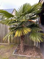 Palmboom - zelf uitgraven, Tuin en Terras, Planten | Bomen, Zomer, Volle zon, Ophalen, Palmboom