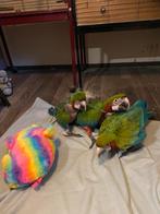 3 jonge harlekijns ara’s, Mannelijk, Papegaai, Tam